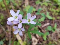 Cardamine nuttallii