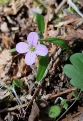 Cardamine nuttallii