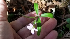 Cardamine nuttallii