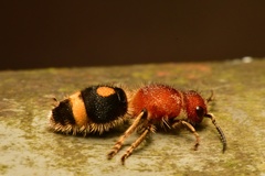 Odontomutilla uranioides