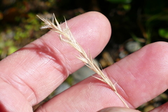 Rytidosperma gracile