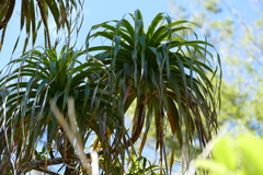 Dracophyllum elegantissimum