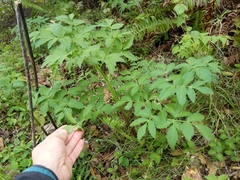 Angelica californica