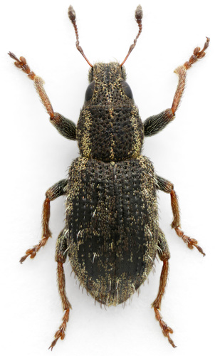 Clover Weevil, photo 3 of 8