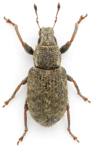 Clover Weevil, photo 2 of 8