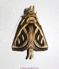 Lemairegisa grammodes