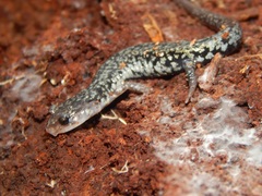Plethodon caddoensis
