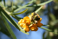 Callistachys lanceolata