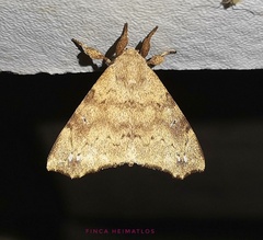 Apatelodidae
