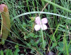 Rhexia nuttallii