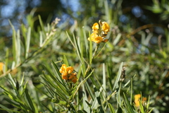 Callistachys lanceolata