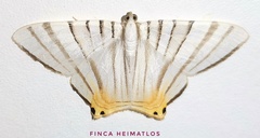 Phrygionis platinata