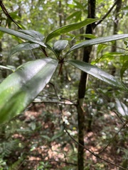 Quercus sessilifolia