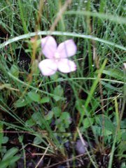 Rhexia nuttallii