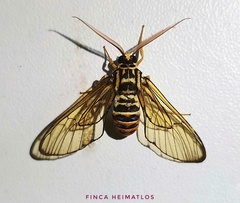Gymnelia