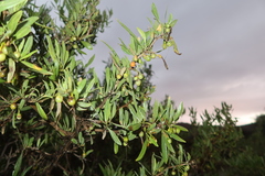 Dunalia spinosa
