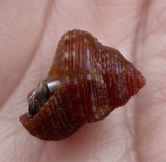 Calliostoma supragranosum