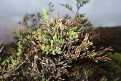 Lophopappus berberidifolius