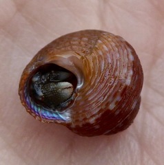 Calliostoma supragranosum