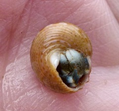 Calliostoma supragranosum