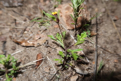 Heterosperma diversifolium