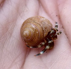 Calliostoma supragranosum