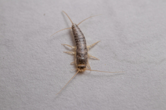 Ctenolepisma longicaudatum