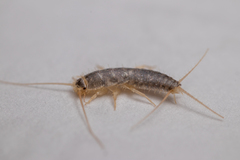 Ctenolepisma longicaudatum