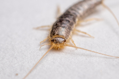 Ctenolepisma longicaudatum