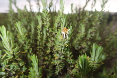 Diplostephium meyenii