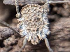 Ortholasma rugosum