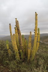 Corryocactus brevistylus