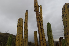 Corryocactus brevistylus