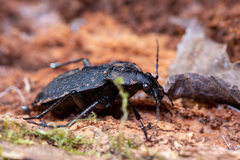 Carabus vinctus
