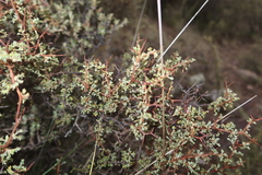 Adesmia spinosissima