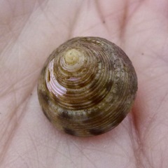 Calliostoma gloriosum