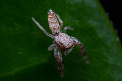 Hentzia