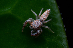 Hentzia