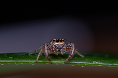 Hentzia