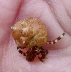 Calliostoma supragranosum