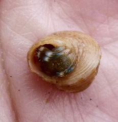 Calliostoma supragranosum