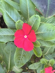 Catharanthus roseus image