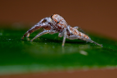 Hentzia