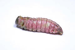 Macrurocampa marthesia