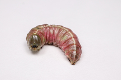 Macrurocampa marthesia