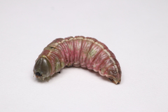 Macrurocampa marthesia
