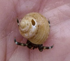 Calliostoma