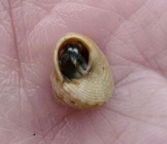 Calliostoma