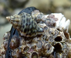 Acanthinucella spirata