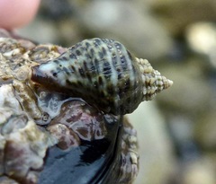 Acanthinucella spirata